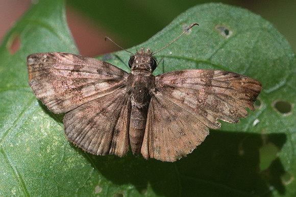 Staphylus ou Bolla sp--3517