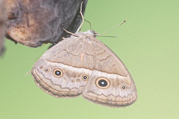 Mycalesis gotama charaka-9834 -  - Chiang Dao - 16/11/23
