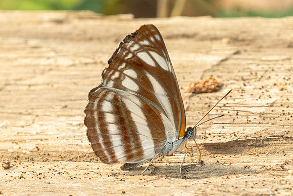 Neptis cartica-0604 - Chiang Dao - 16/03/24