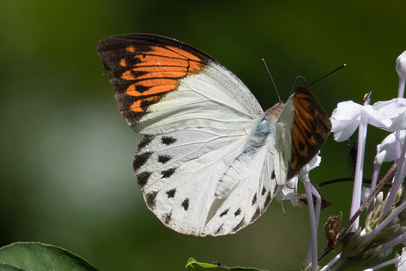 Hebomoia glaucippe glaucippe-1000 - Chiang Dao - 16/11/23
