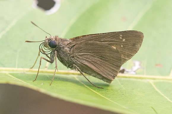 Caltoris sp id--6139 - Doi-Suthep - 14/03/23