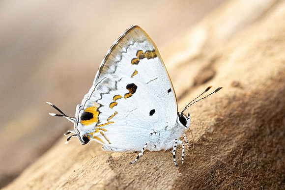 Hypolycaena othona-3816 - Chiang Dao - 19/03/24