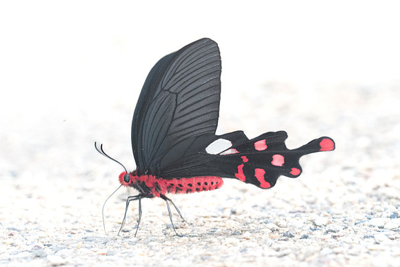 Byasa polyeuctes polyeuctes-9586 - Chiang Dao - 14/11/23