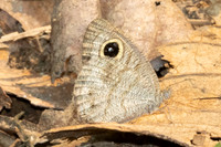 Ypthima sp-1035