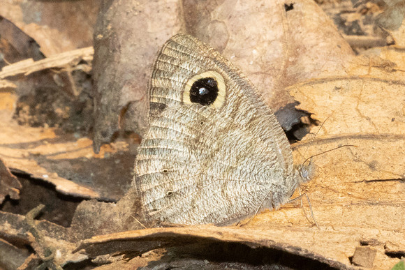 Ypthima sp-1035