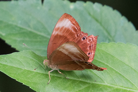 Abisara geza niya -9262 - Koh Samui - 16/03/23
