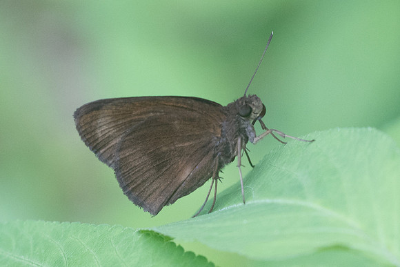 Ancistroides nigrita-4238 - Krabi - 22/11/23