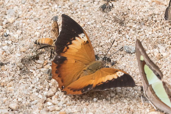 Charaxes bernardus-9383- Chiang Dao  - 11/03/23