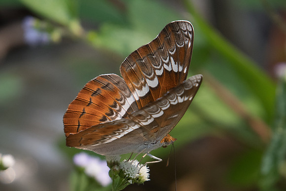 Lebadea martha-0688 - Doi-Suthep 7/03/23