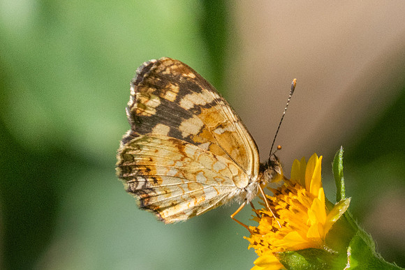 Anthanassa tulcis-3662