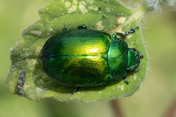 Insecte-9579