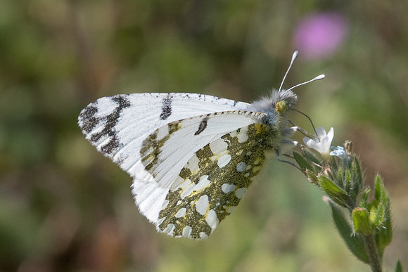 Euchloe ausonia-1006