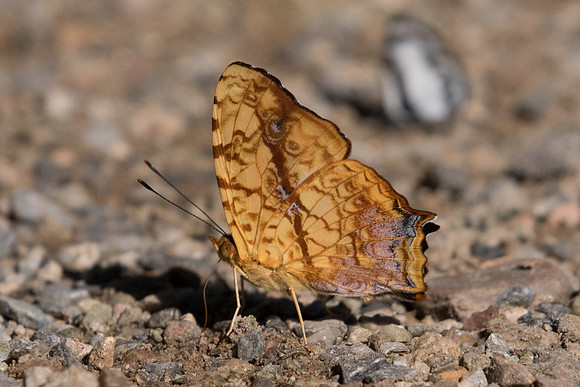 Symbrenthia lilaea-0318 - Chiang Dao - 16/11/23