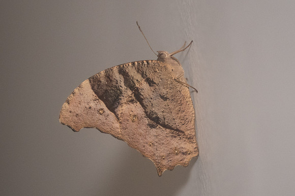 Melanitis leda-1322 - Chiang Mai - 13/11/23