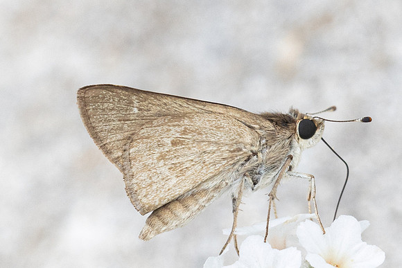 Gegenes nostrodamus-1226 - Antalya, Pergé - 18/09/24