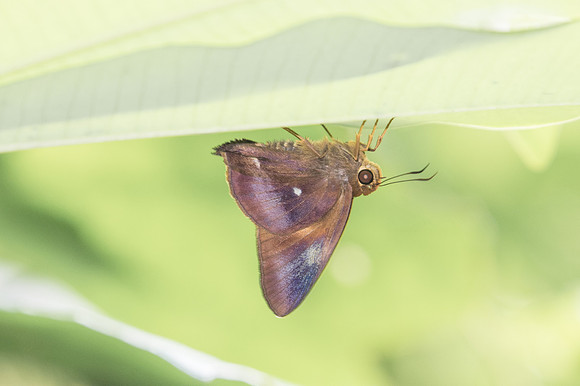 Hasora badra ou anura-0985 - Doi Suthep - 13/11/23
