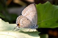 Catochrysops panormus exiguus-1570