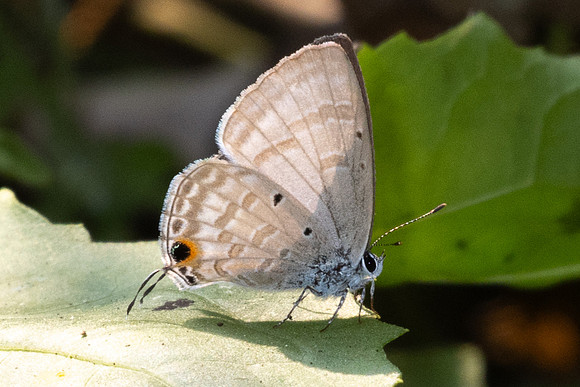Catochrysops panormus exiguus-1570
