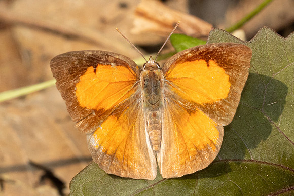 Curetis bulis-1577