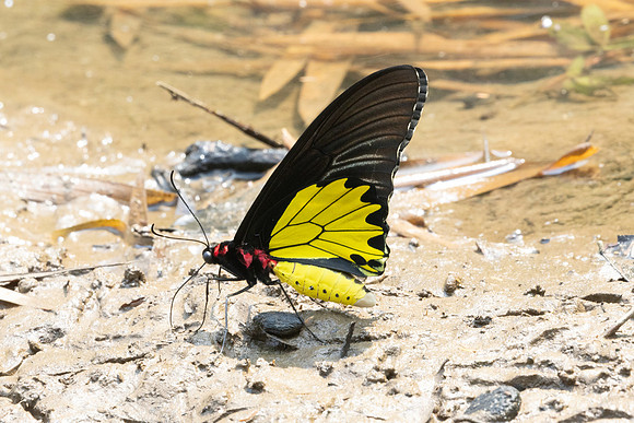 Troides helena-2688