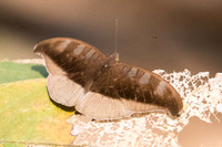 Cynitia cocytus ambrysus-7073 - Doi-Suthep - 10/03/23