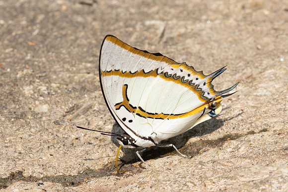 Polyura eudamippus-6076 - Doi-Suthep - 26/03/24