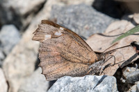 Libythea celtis-8747