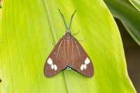 Cyclosia papilionaris-2487
