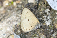Una usta-5203