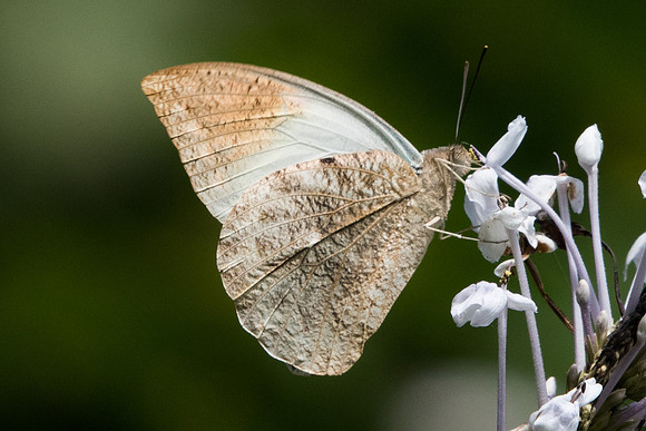 Hebomoia glaucippe glaucippe-1020  - Chiang Dao - 16/11/23