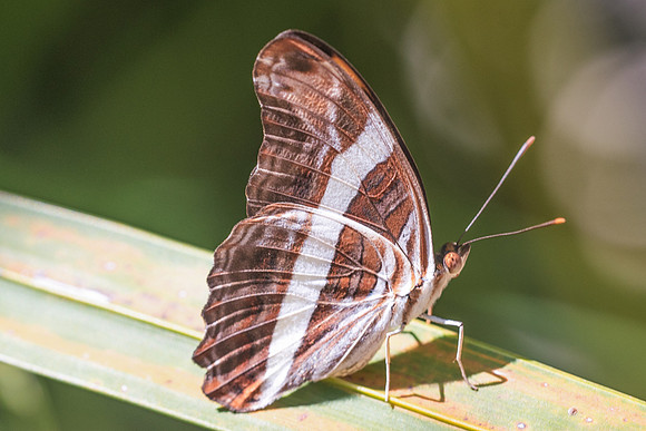 Adelpha fessonia-5962