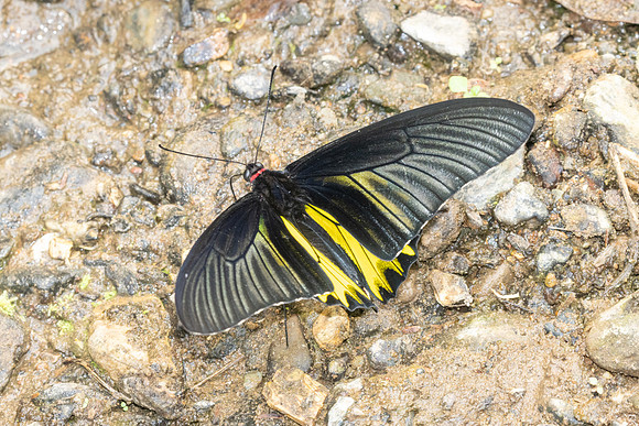 Troides aeacus-1387