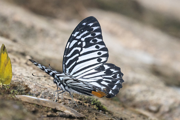 Graphium delessertii-8572