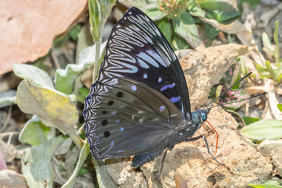 Dichorragia nesimachus-3769