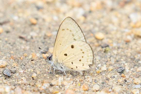 Una usta-0389