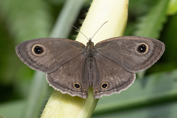 Ypthima pandocus-8765