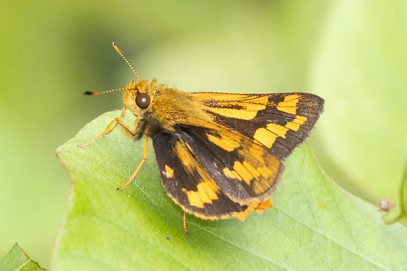 Potanthus omaha-8649