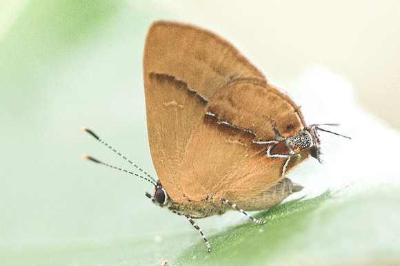 Calycopis demonassa-6198
