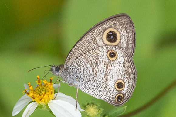 Ypthima pandocus-8228