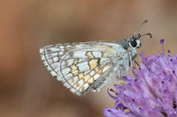 Pyrgus sidae-9163 - Puits de Rians - 6/06/25