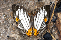 Cyrestis maenalis-8451 - Fraser's hill - 10/03/25