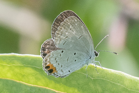 Everes lacturnus rileyi-7660- Koh Samui - 16/03/23