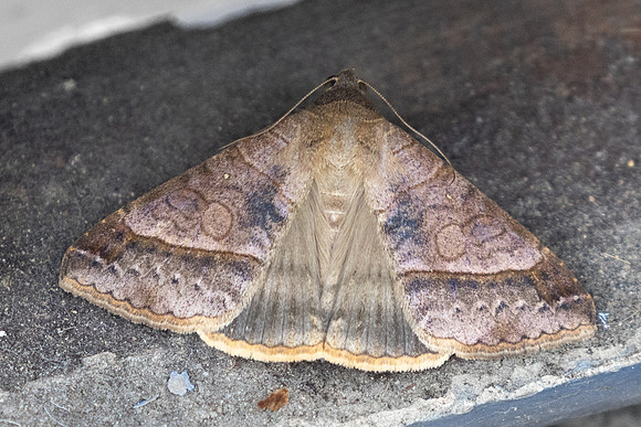 Mocis latipes-6180