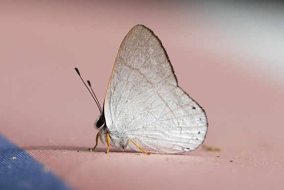 Pelolasia eupatra-5904 - Salento - 16/06/24