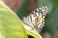 Papilio demoleus-6663
