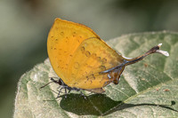 Yasoda tripunctata tripunctata-5446- Doi Suthep 1180m - 27/03/25