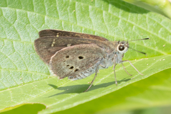 Suastus gremius-9629