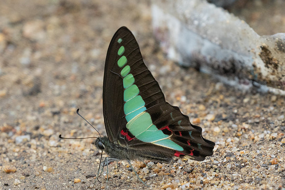 Graphium sarpedon-0163