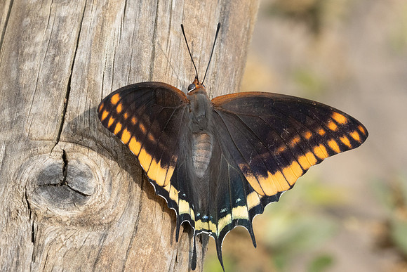 Charaxes jasius-8831 - Le Beausset - 5/06/25
