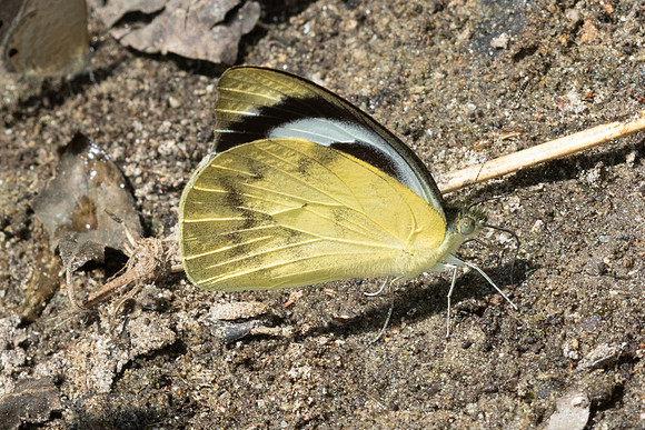 Appias pandione lalagela-5193 - Doi Inthanon - 26/03/25